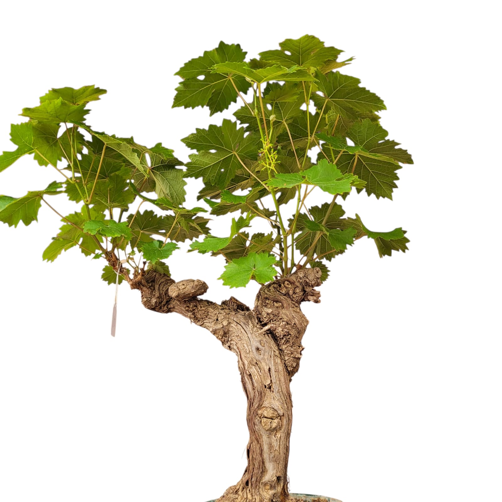 Vigne 30/35 ans Muscat Blanc N°10 - Le Cep De Vigne