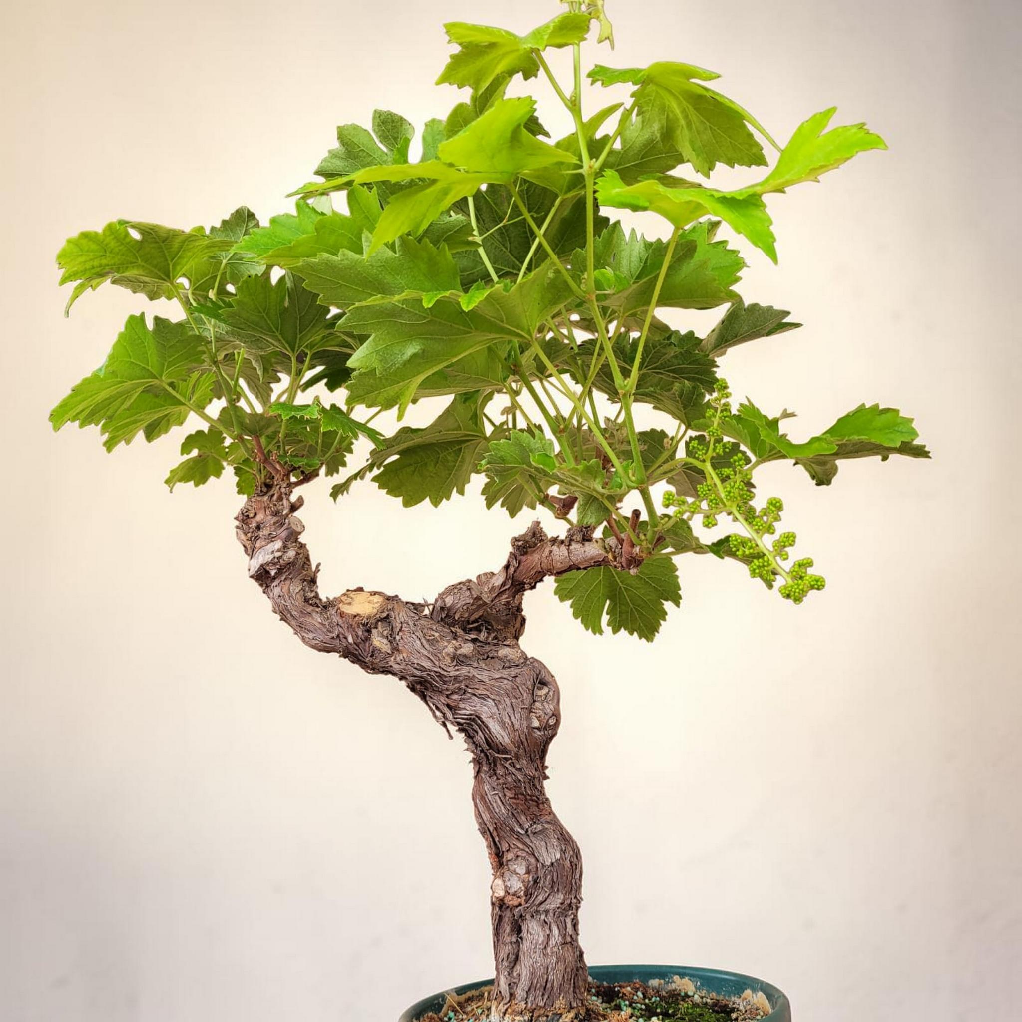 Vigne 30/35 ans Muscat Blanc N°2 avec Fruits - Le Cep De Vigne