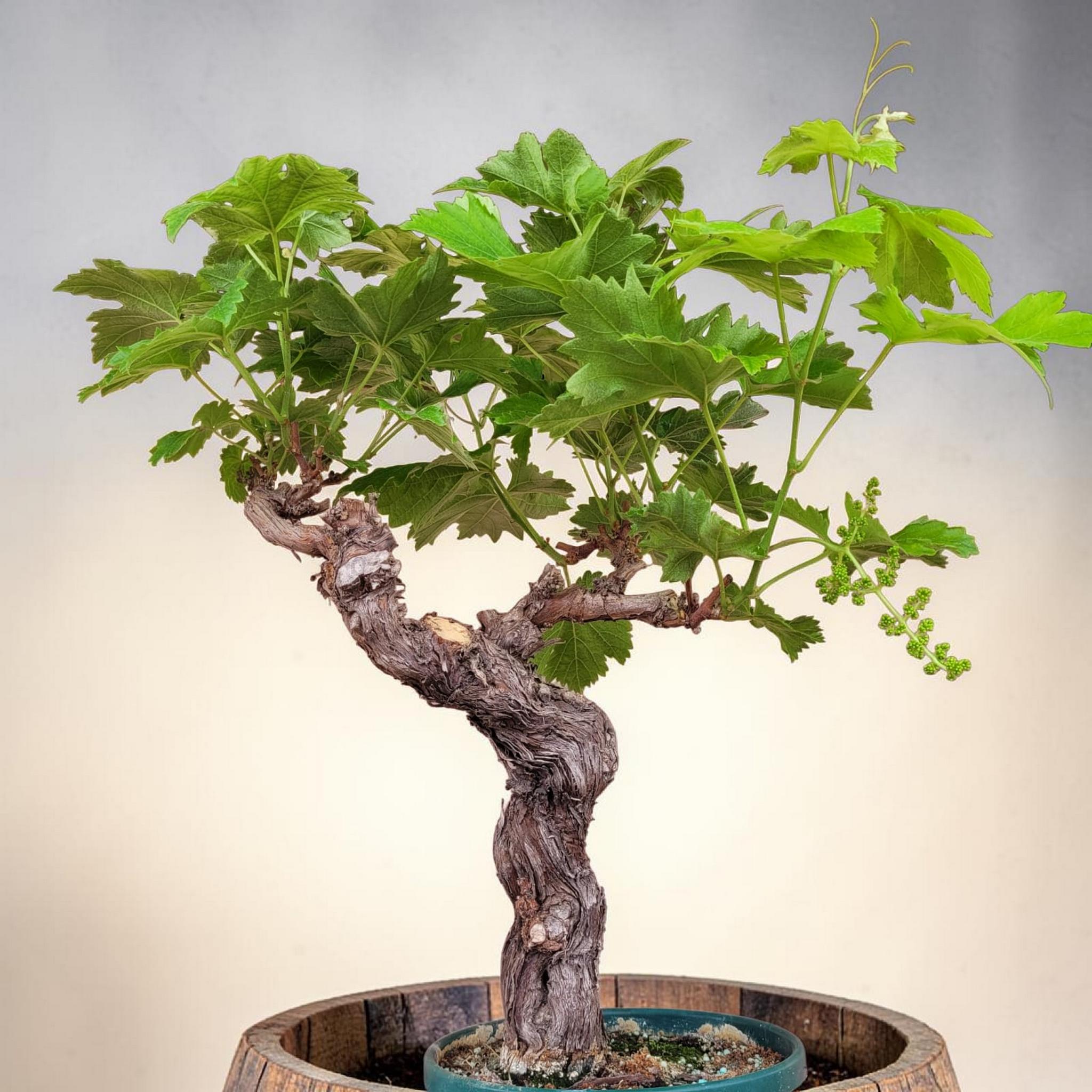 Vigne 30/35 ans Muscat Blanc N°2 avec Fruits - Le Cep De Vigne