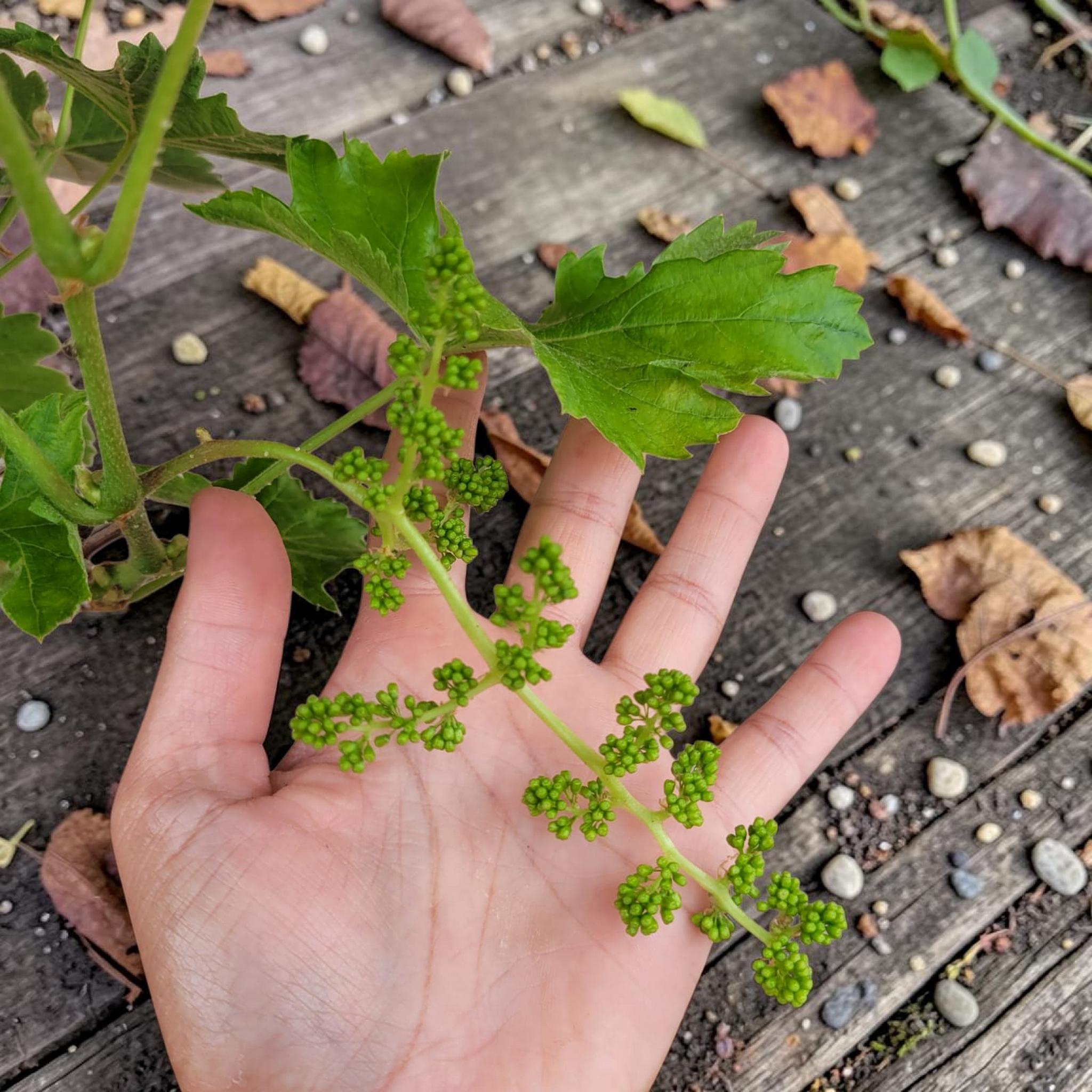 Vigne 30/35 ans Muscat Blanc N°2 avec Fruits - Le Cep De Vigne
