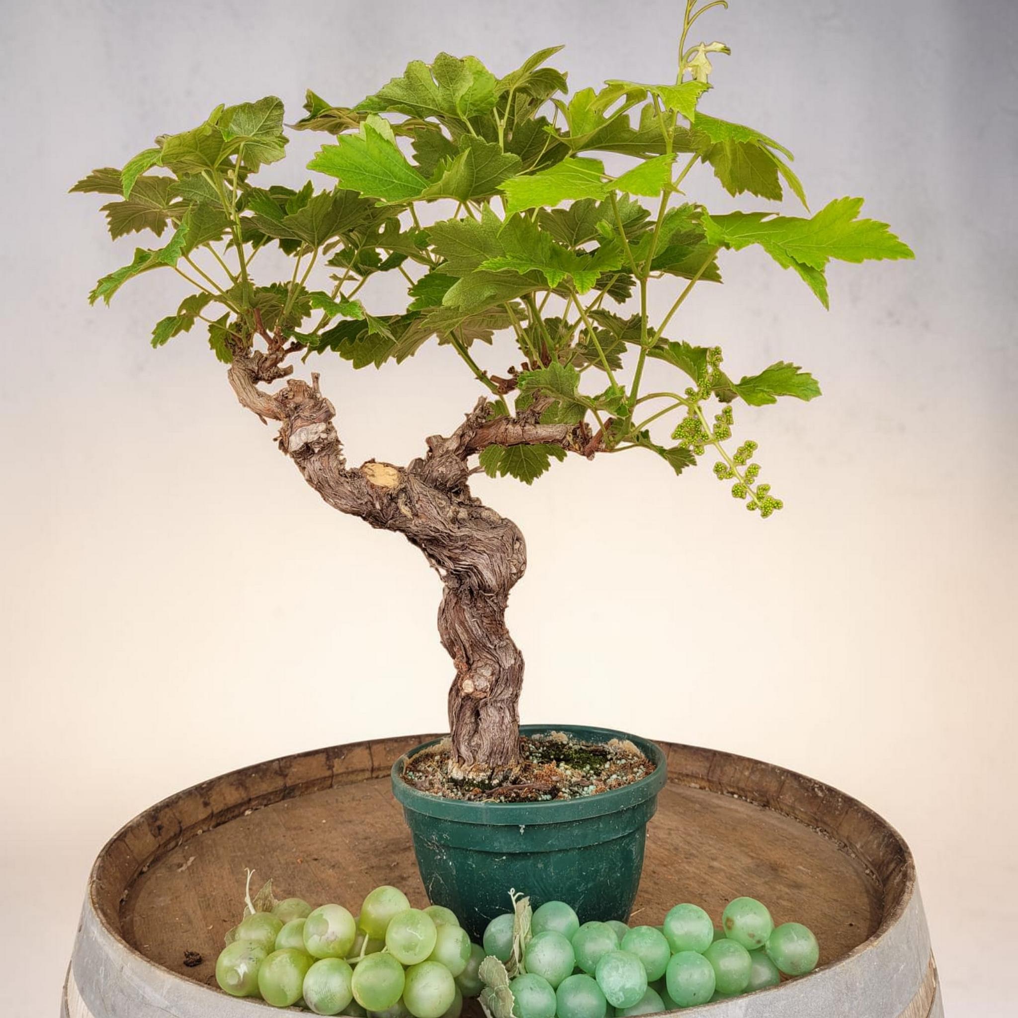 Vigne 30/35 ans Muscat Blanc N°2 avec Fruits - Le Cep De Vigne