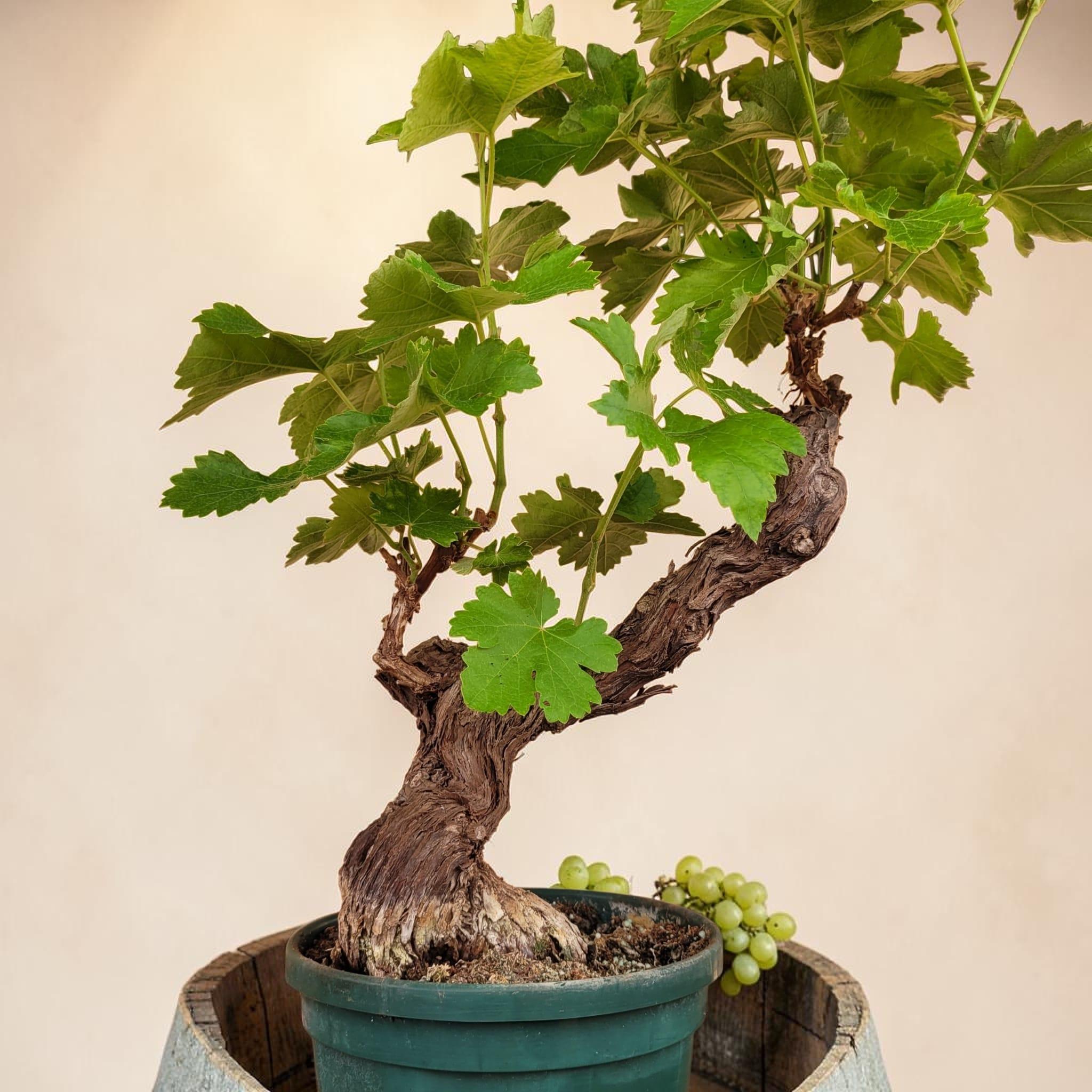 Vigne 30/35 ans Muscat Blanc N°3 - Le Cep De Vigne