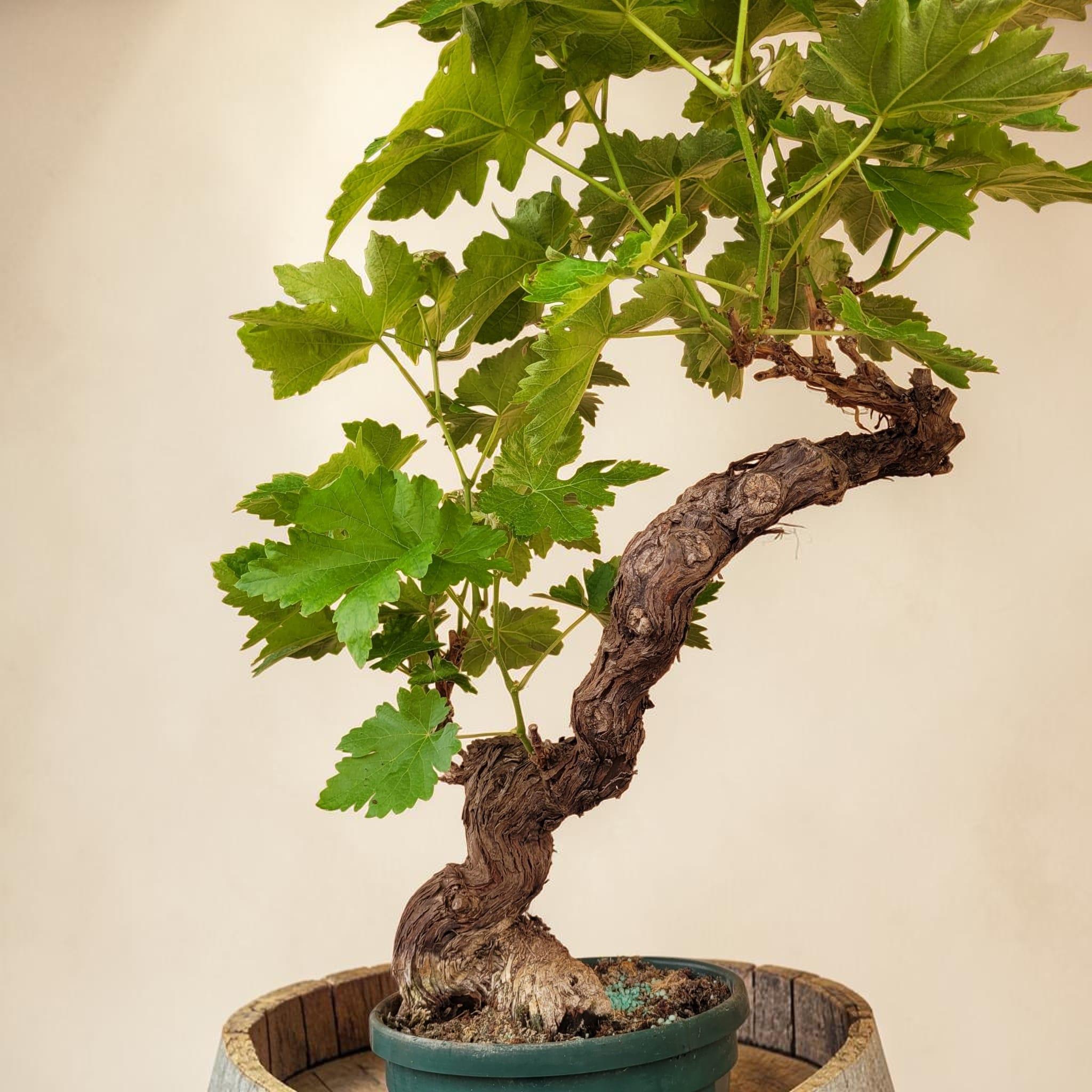 Vigne 30/35 ans Muscat Blanc N°3 - Le Cep De Vigne