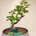 Vigne 30/35 ans Muscat Blanc N°3 - Le Cep De Vigne