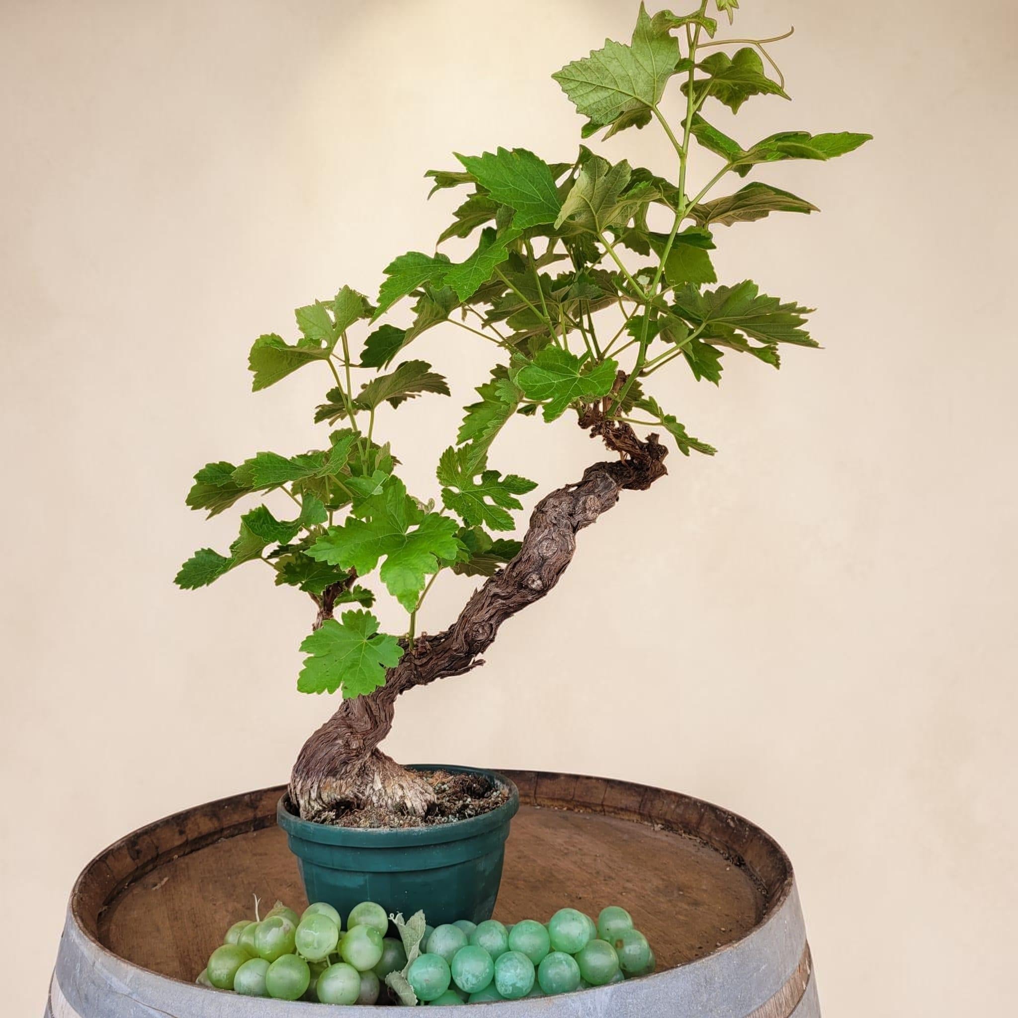 Vigne 30/35 ans Muscat Blanc N°3 - Le Cep De Vigne