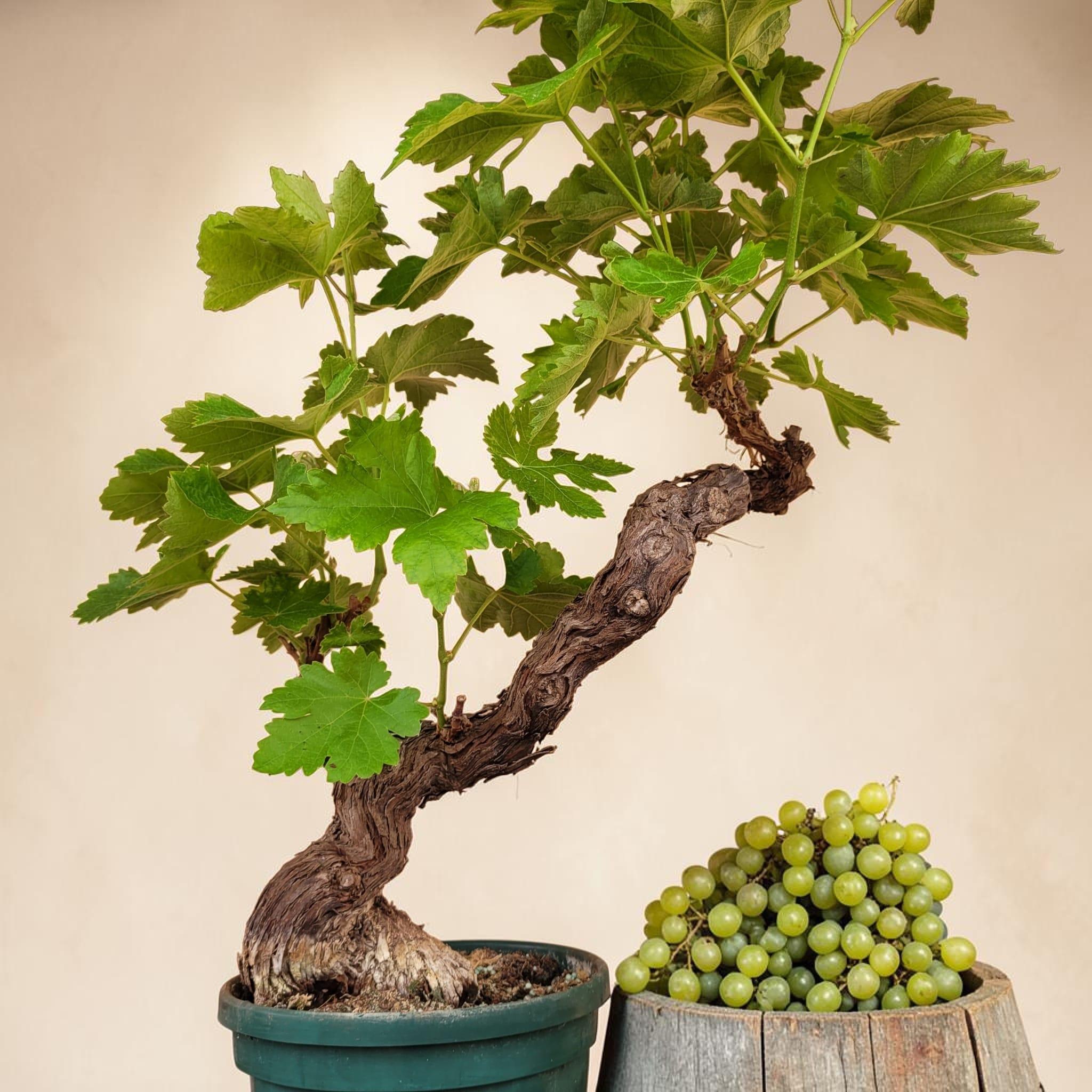 Vigne 30/35 ans Muscat Blanc N°3 - Le Cep De Vigne