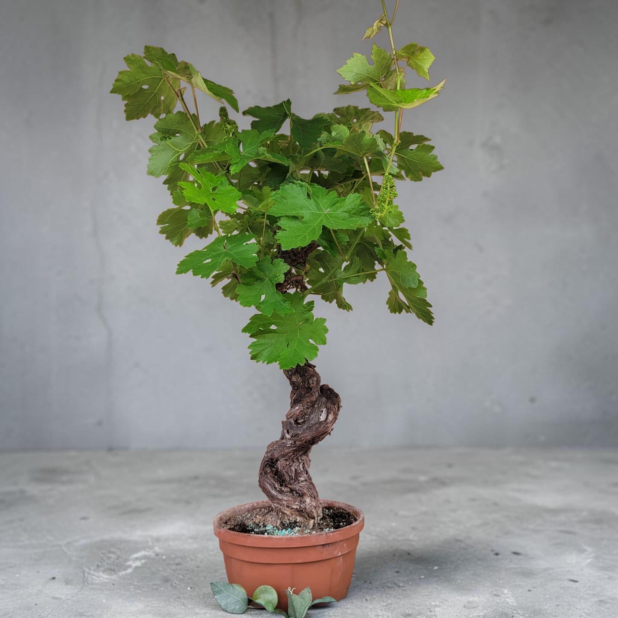 Vigne 30/35 ans Muscat Blanc N°4 avec Fruits - Le Cep De Vigne