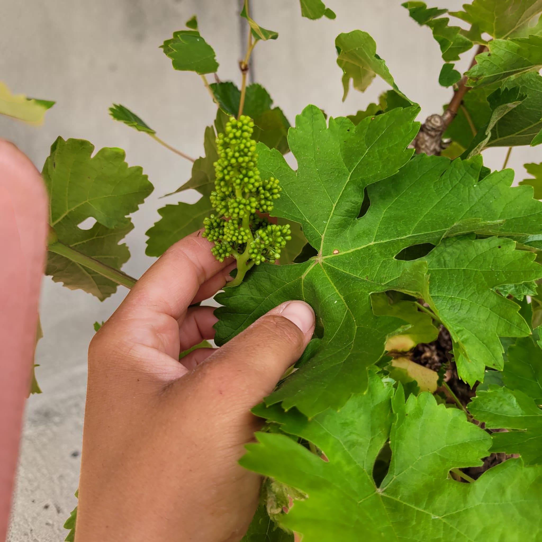 Vigne 30/35 ans Muscat Blanc N°4 avec Fruits - Le Cep De Vigne