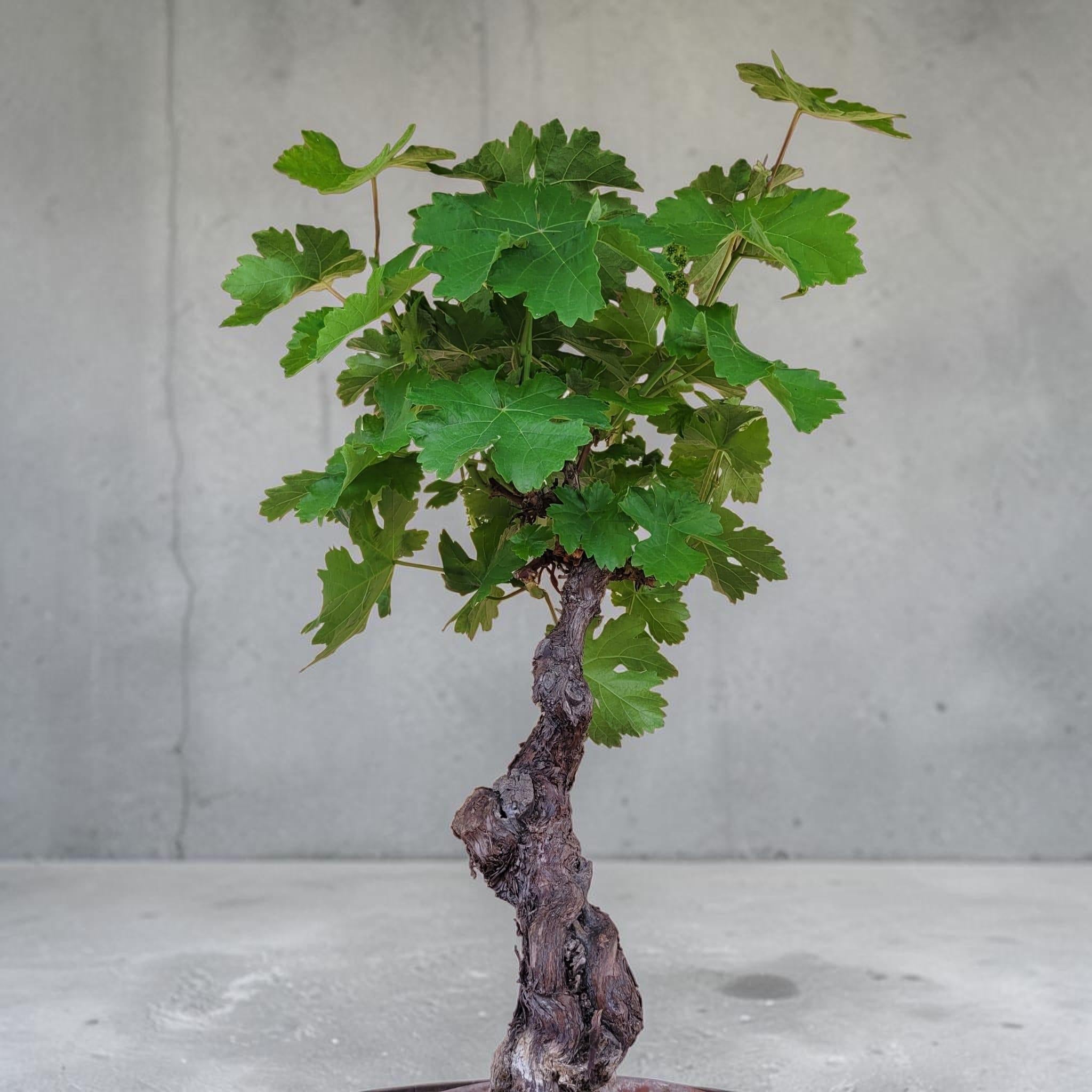 Vigne 30/35 ans Muscat Blanc N°4 avec Fruits - Le Cep De Vigne