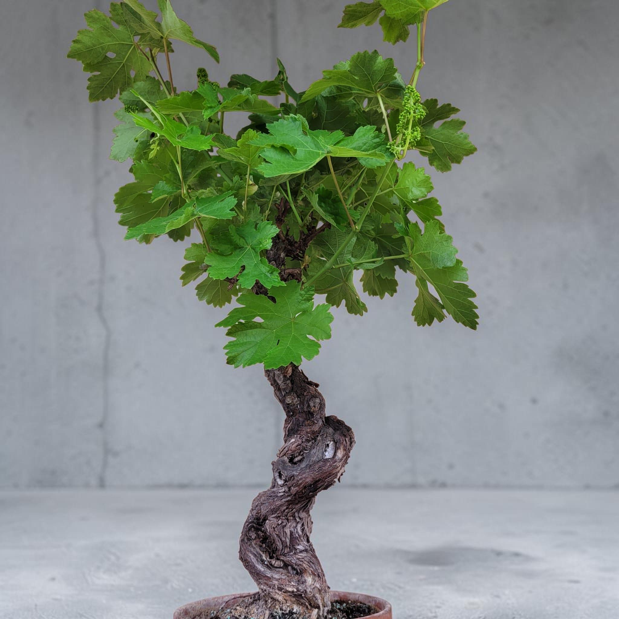 Vigne 30/35 ans Muscat Blanc N°4 avec Fruits - Le Cep De Vigne