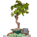 Vigne 30/35 ans Muscat Blanc N°5 avec Fruits - Le Cep De Vigne