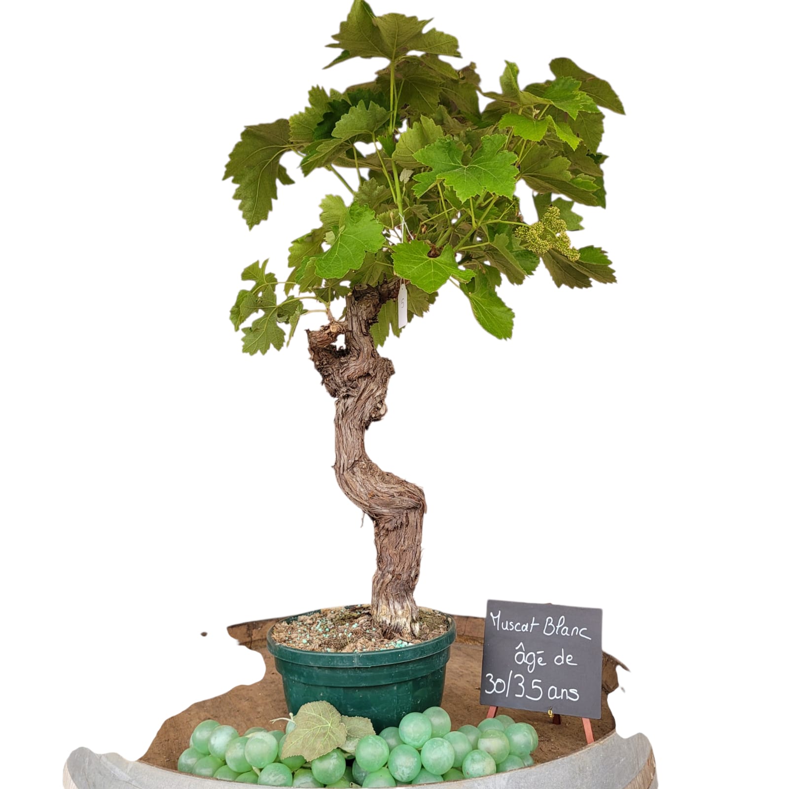 Vigne 30/35 ans Muscat Blanc N°5 avec Fruits - Le Cep De Vigne