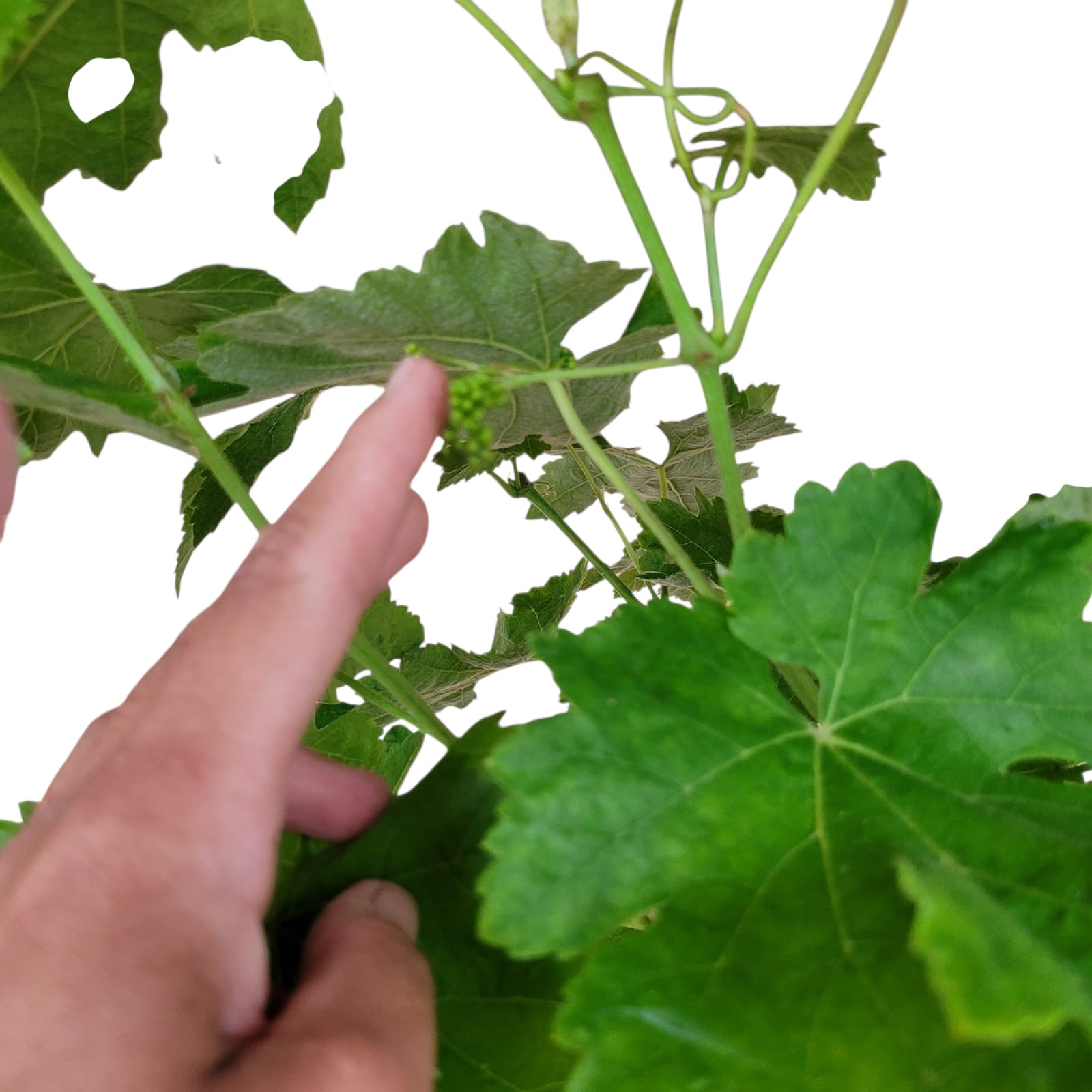 Vigne 30/35 ans Muscat Blanc N°5 avec Fruits - Le Cep De Vigne