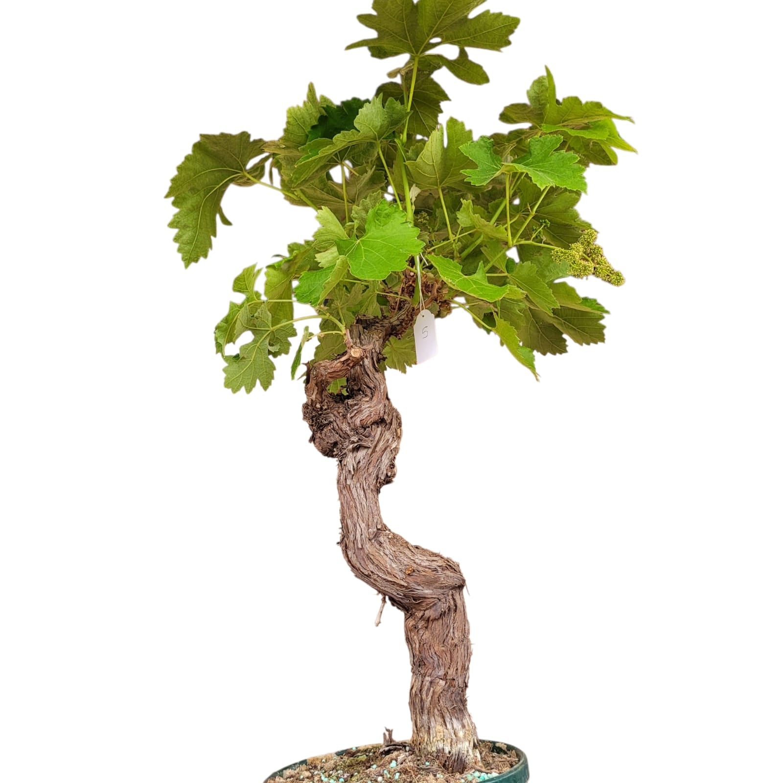 Vigne 30/35 ans Muscat Blanc N°5 avec Fruits - Le Cep De Vigne