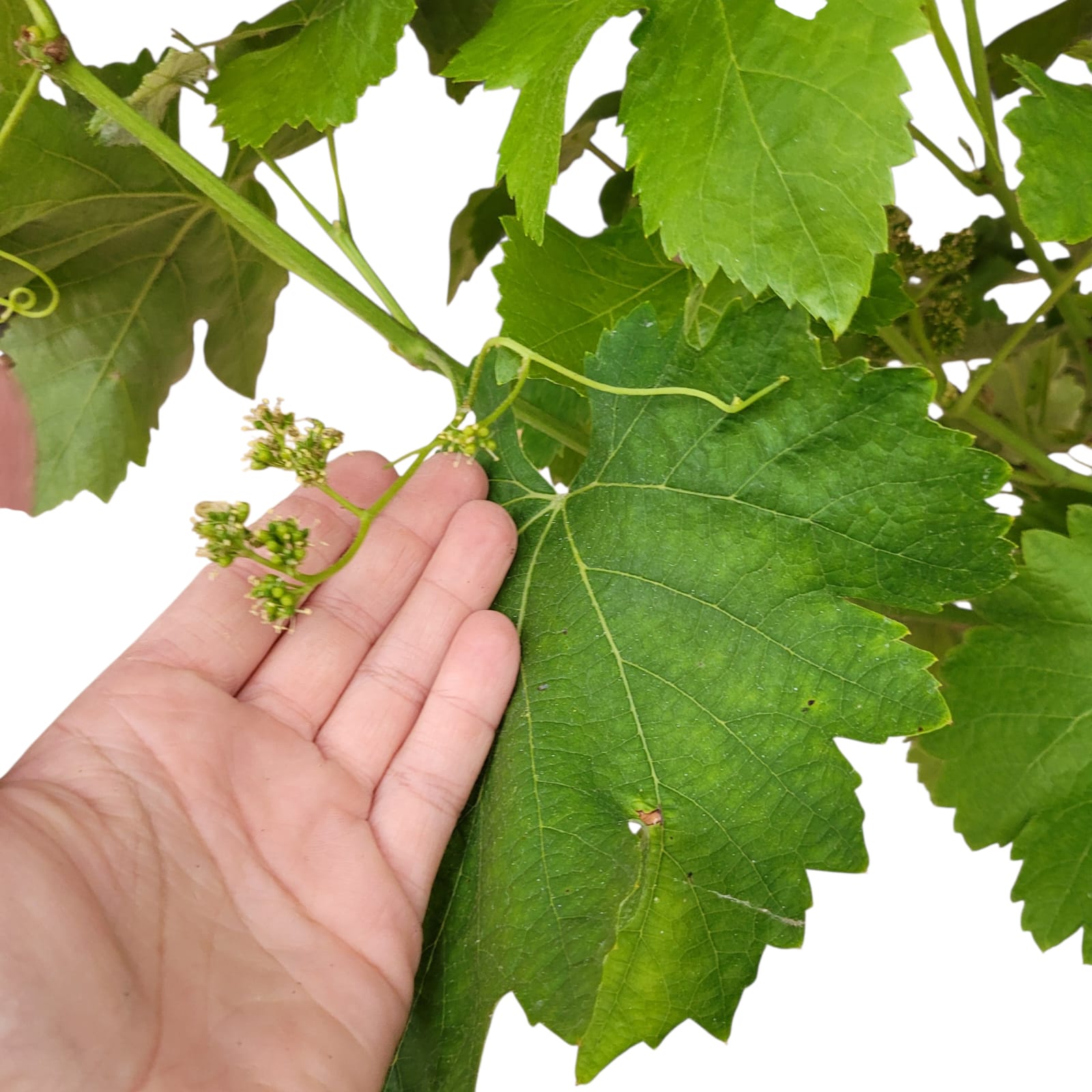 Vigne 30/35 ans Muscat Blanc N°5 avec Fruits - Le Cep De Vigne