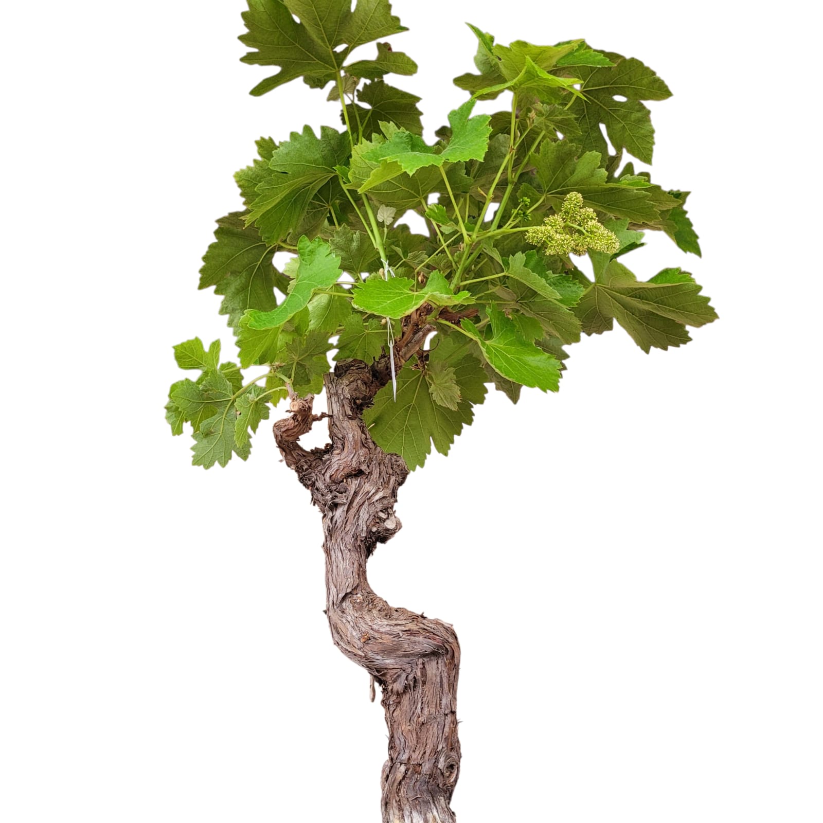Vigne 30/35 ans Muscat Blanc N°5 avec Fruits - Le Cep De Vigne