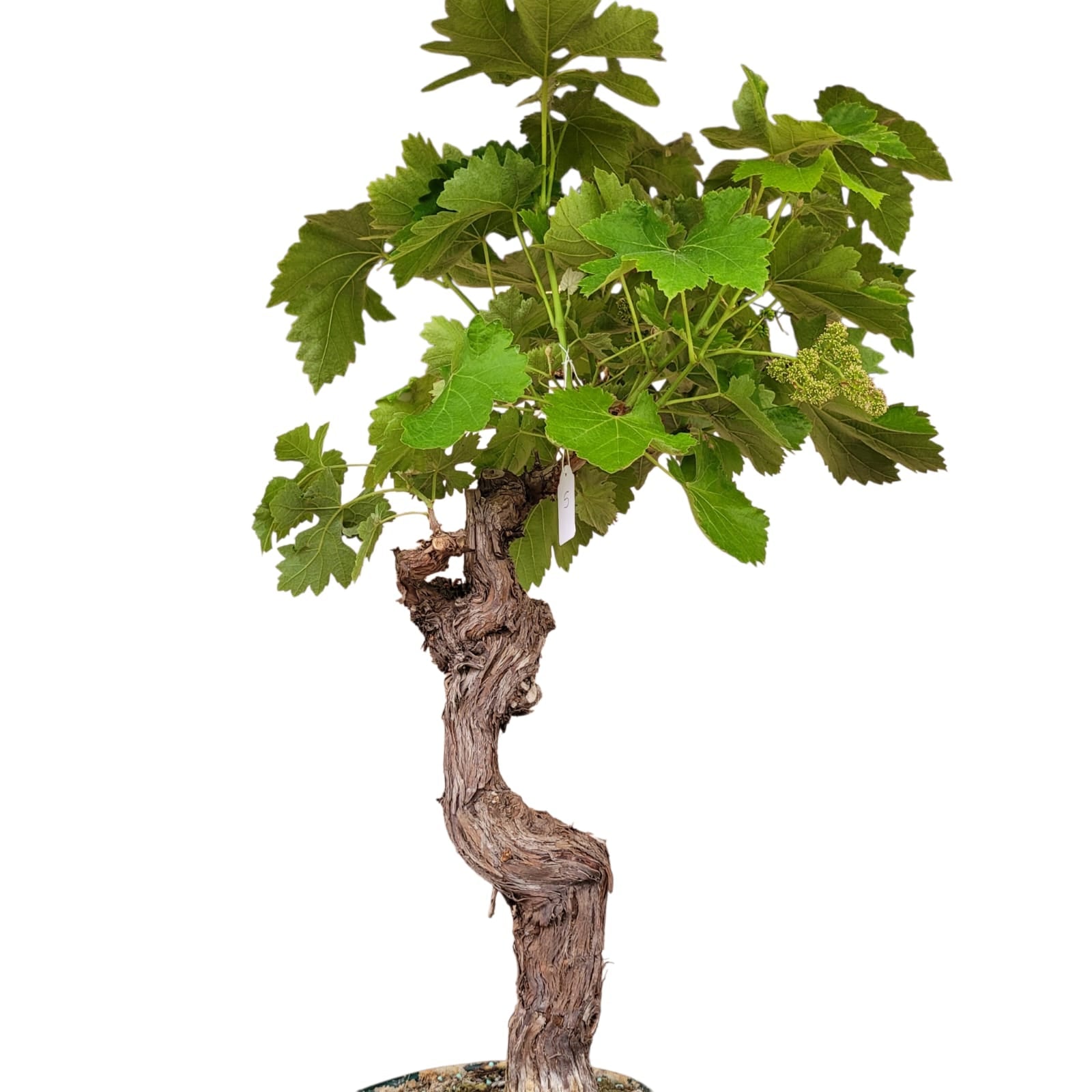 Vigne 30/35 ans Muscat Blanc N°5 avec Fruits - Le Cep De Vigne