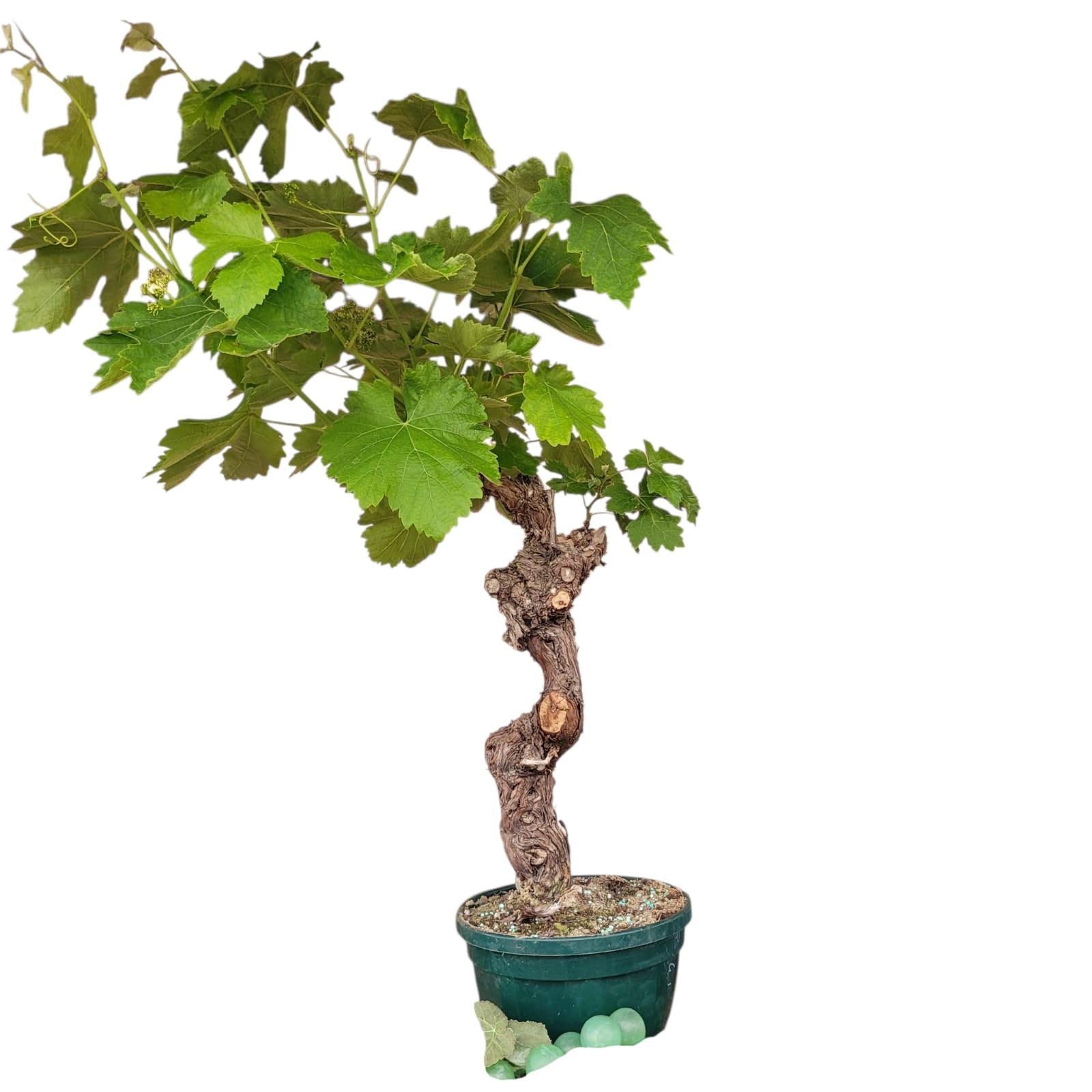 Vigne 30/35 ans Muscat Blanc N°5 avec Fruits - Le Cep De Vigne