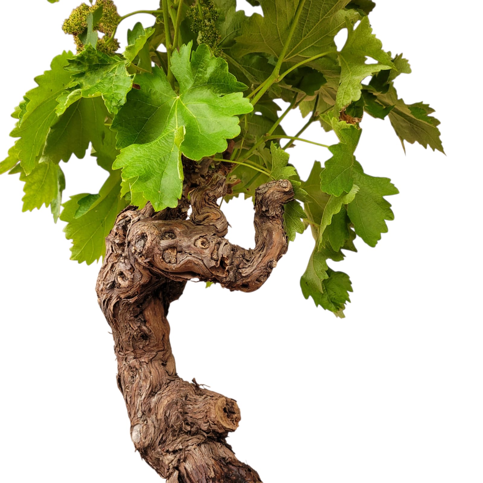Vigne 30/35 ans Muscat Blanc N°6 avec Fruits - Le Cep De Vigne