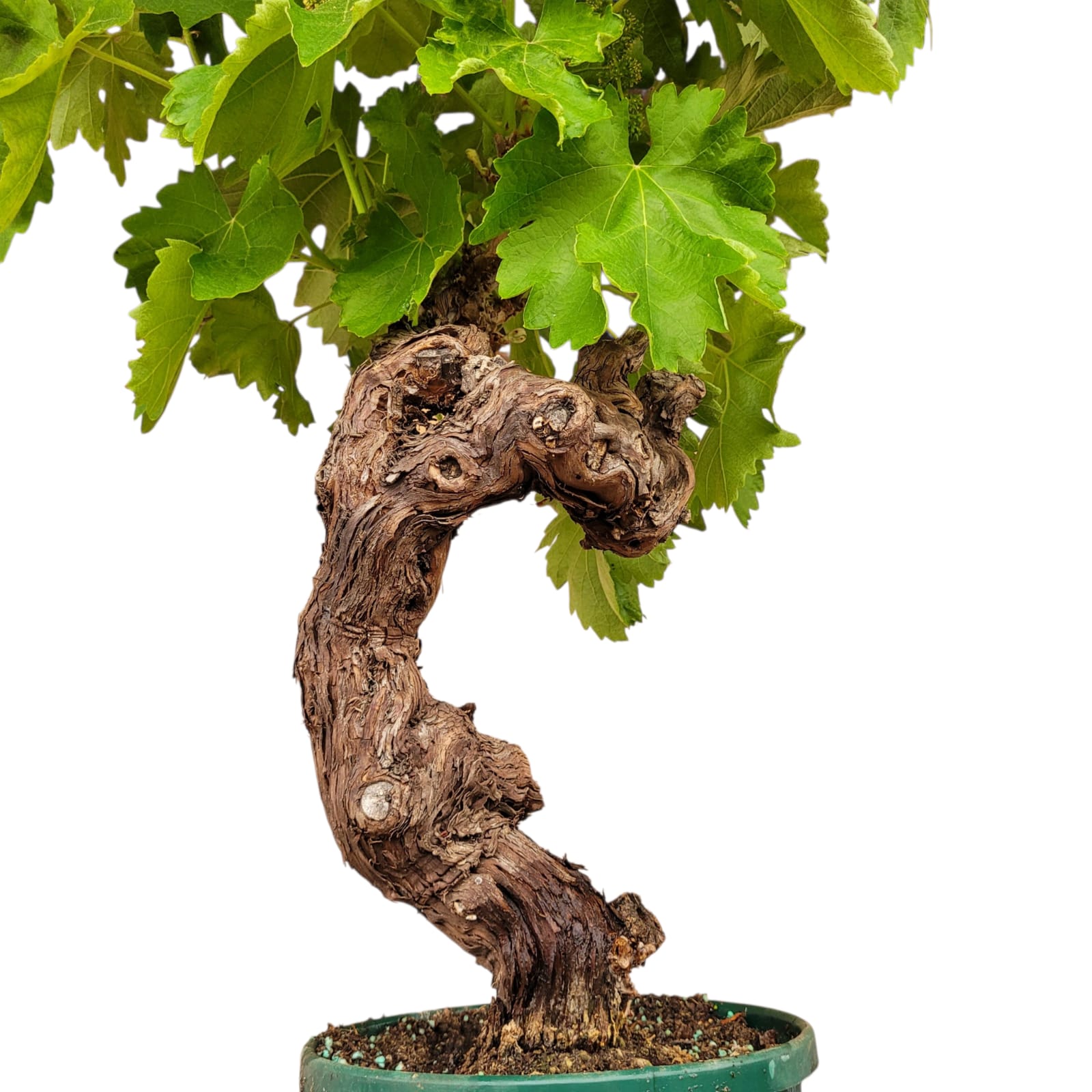 Vigne 30/35 ans Muscat Blanc N°6 avec Fruits - Le Cep De Vigne