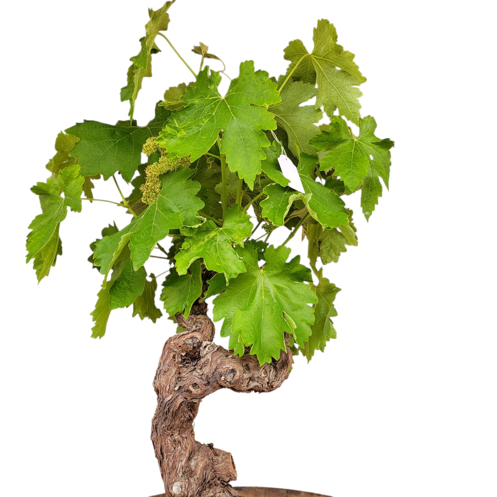 Vigne 30/35 ans Muscat Blanc N°6 avec Fruits - Le Cep De Vigne