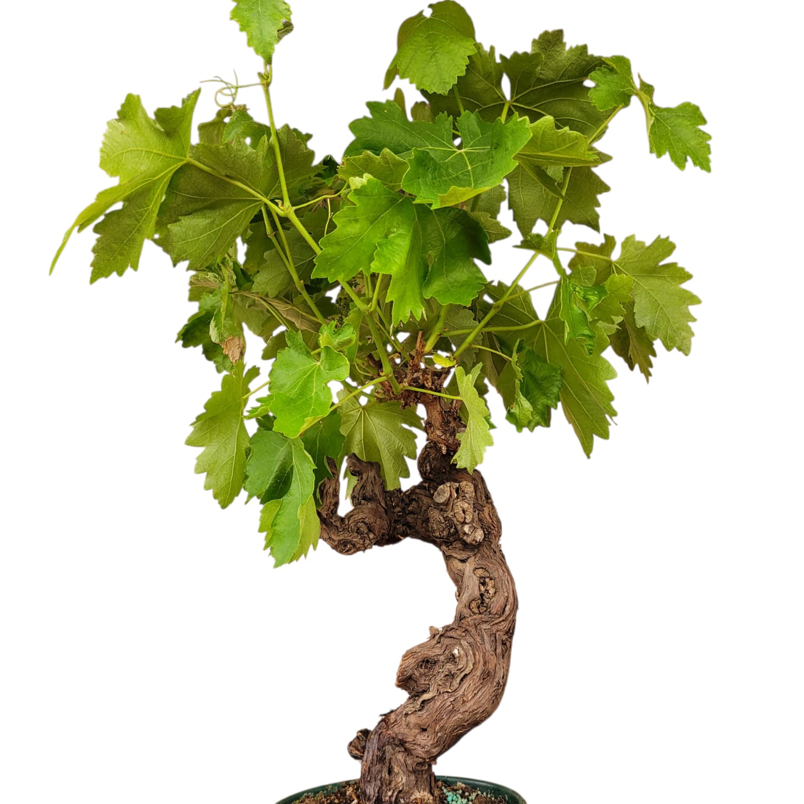 Vigne 30/35 ans Muscat Blanc N°6 avec Fruits - Le Cep De Vigne