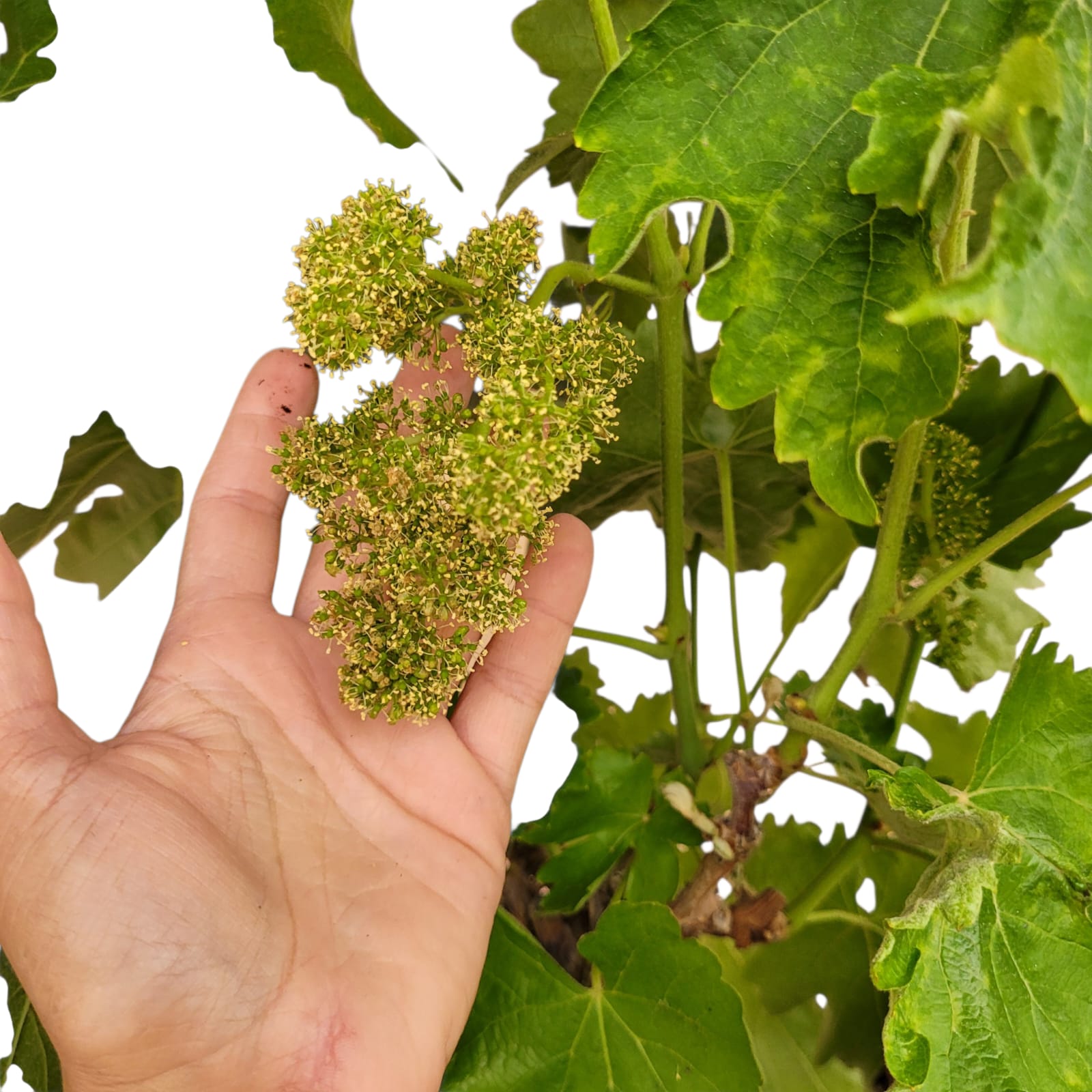 Vigne 30/35 ans Muscat Blanc N°6 avec Fruits - Le Cep De Vigne