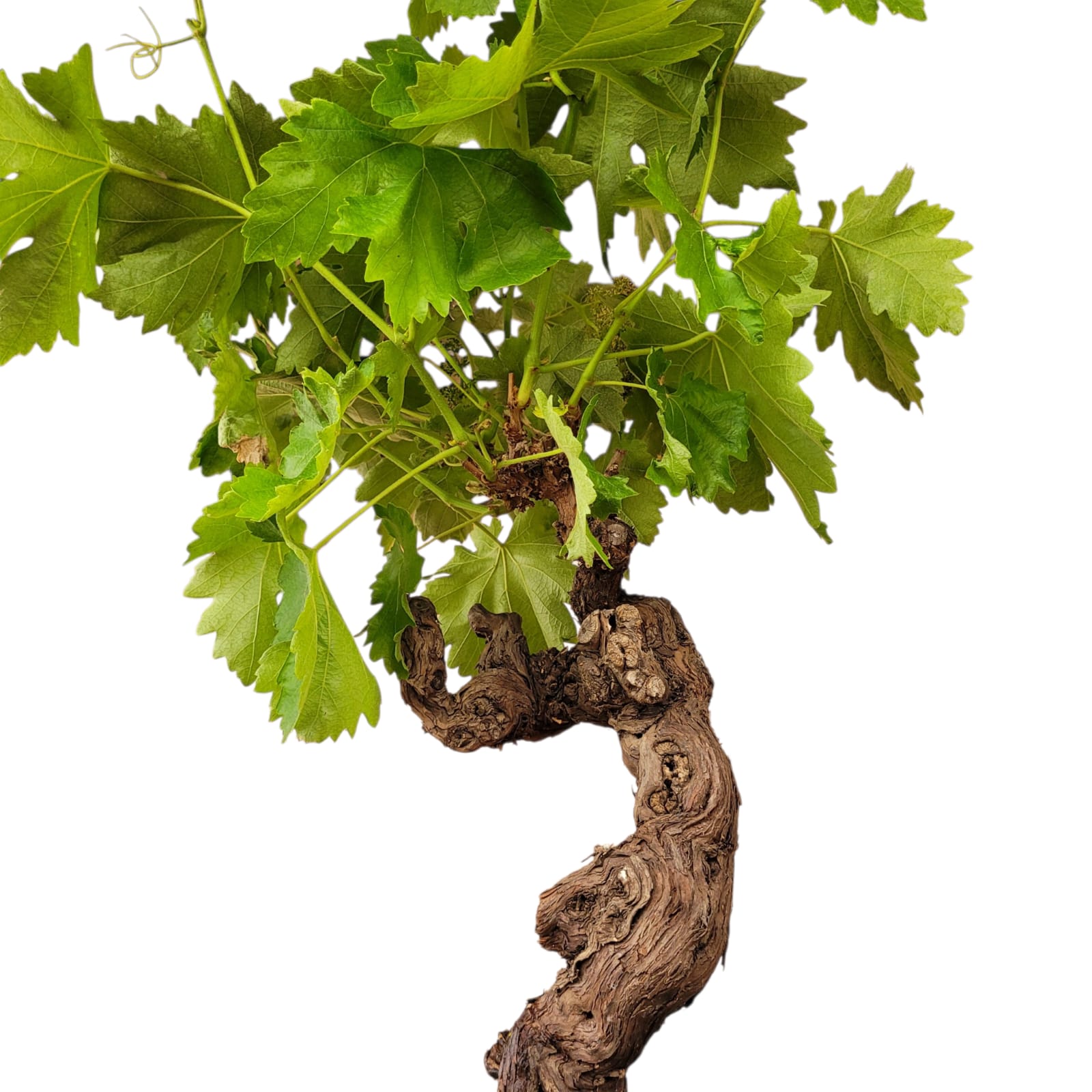 Vigne 30/35 ans Muscat Blanc N°6 avec Fruits - Le Cep De Vigne