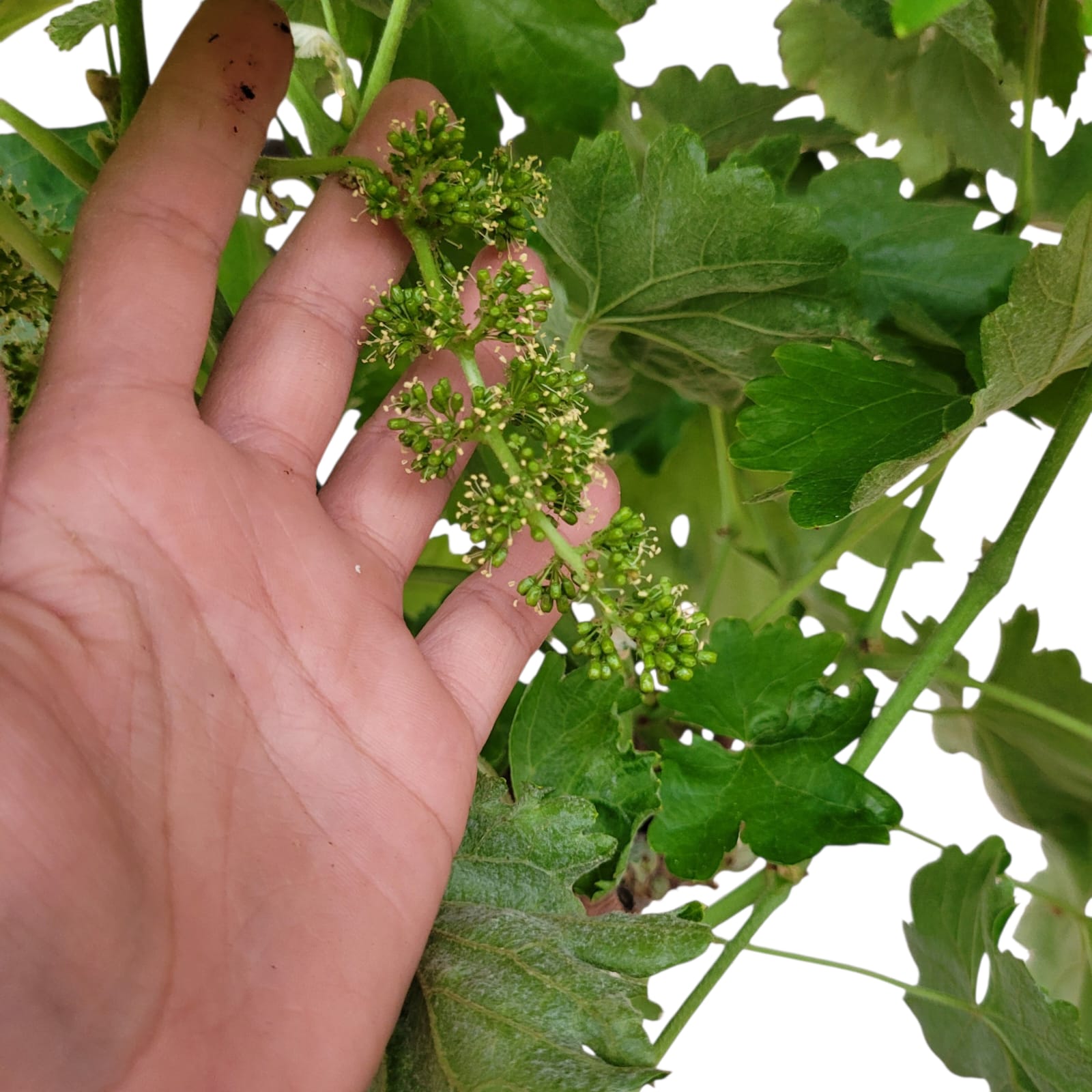 Vigne 30/35 ans Muscat Blanc N°6 avec Fruits - Le Cep De Vigne