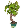 Vigne 30/35 ans Muscat Blanc N°6 avec Fruits - Le Cep De Vigne