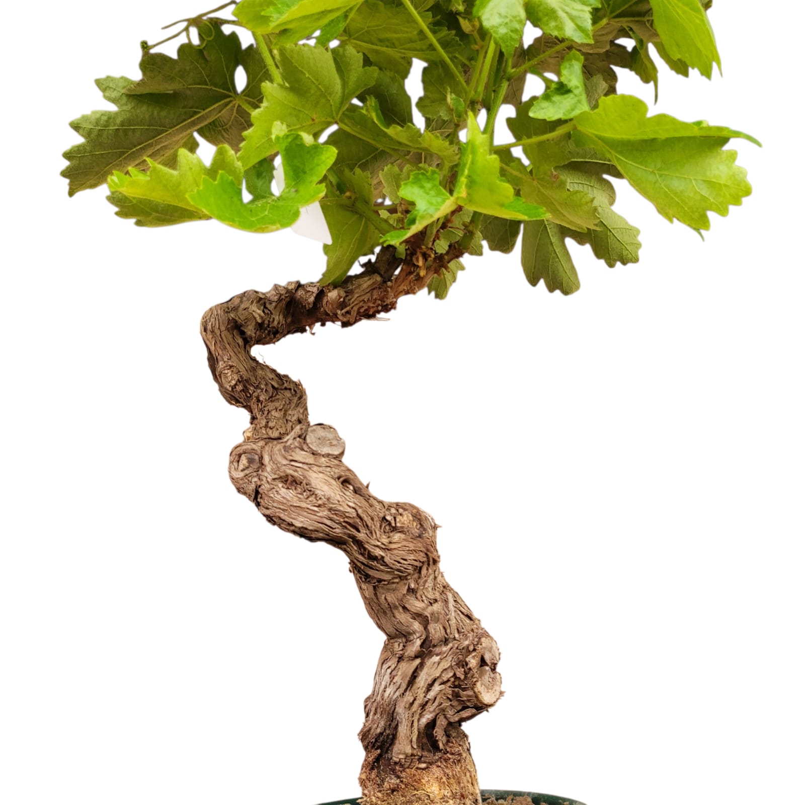 Vigne 30/35 ans Muscat Blanc N°7 - Le Cep De Vigne