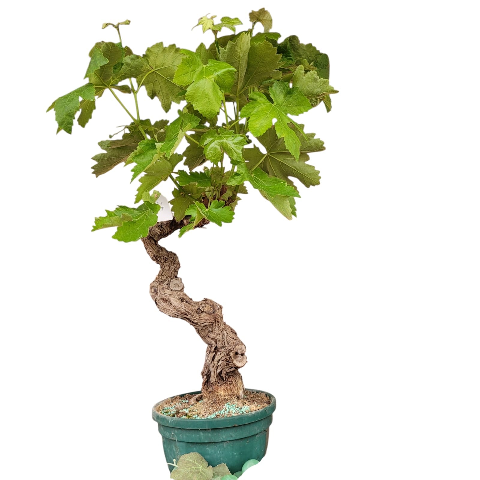Vigne 30/35 ans Muscat Blanc N°7 - Le Cep De Vigne