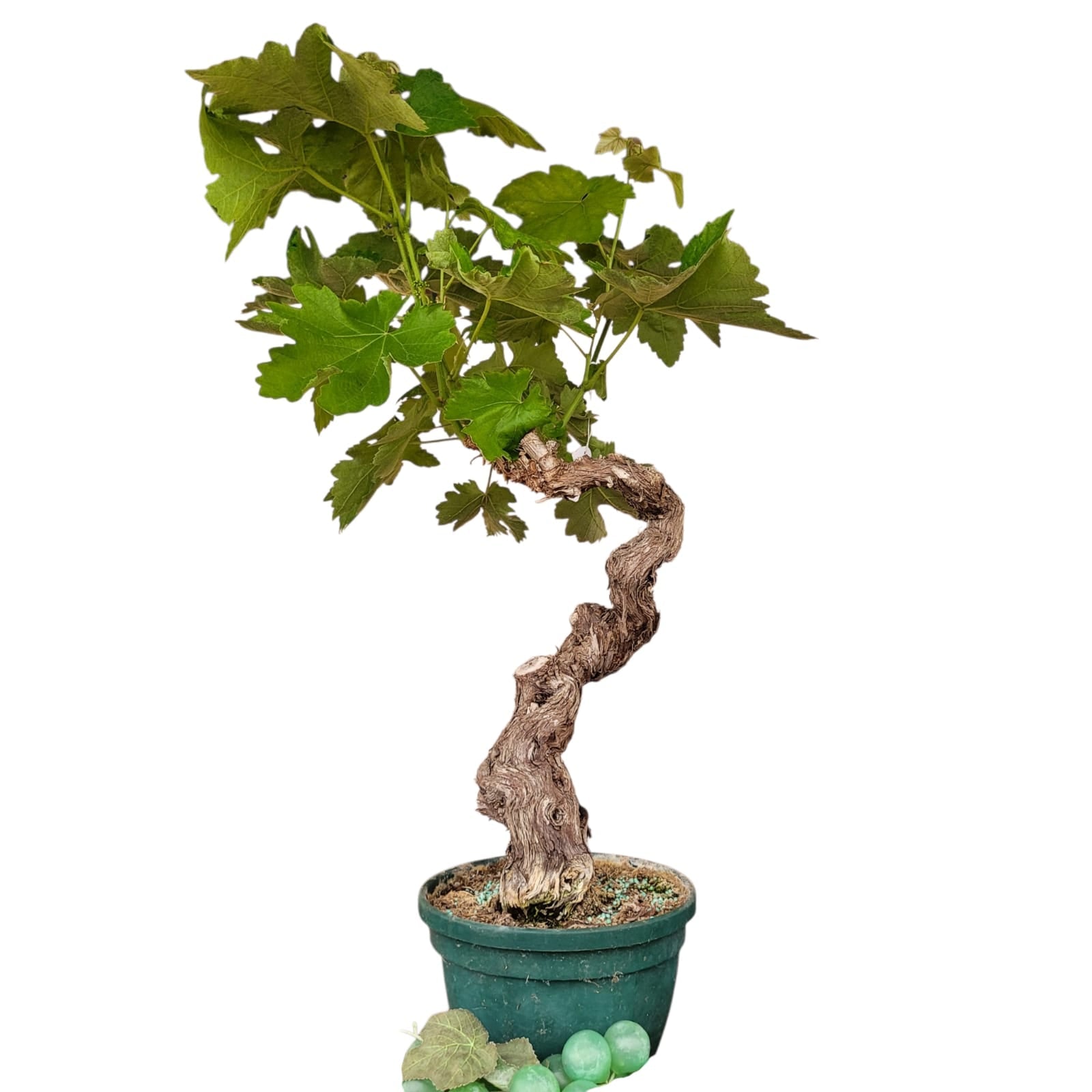 Vigne 30/35 ans Muscat Blanc N°7 - Le Cep De Vigne