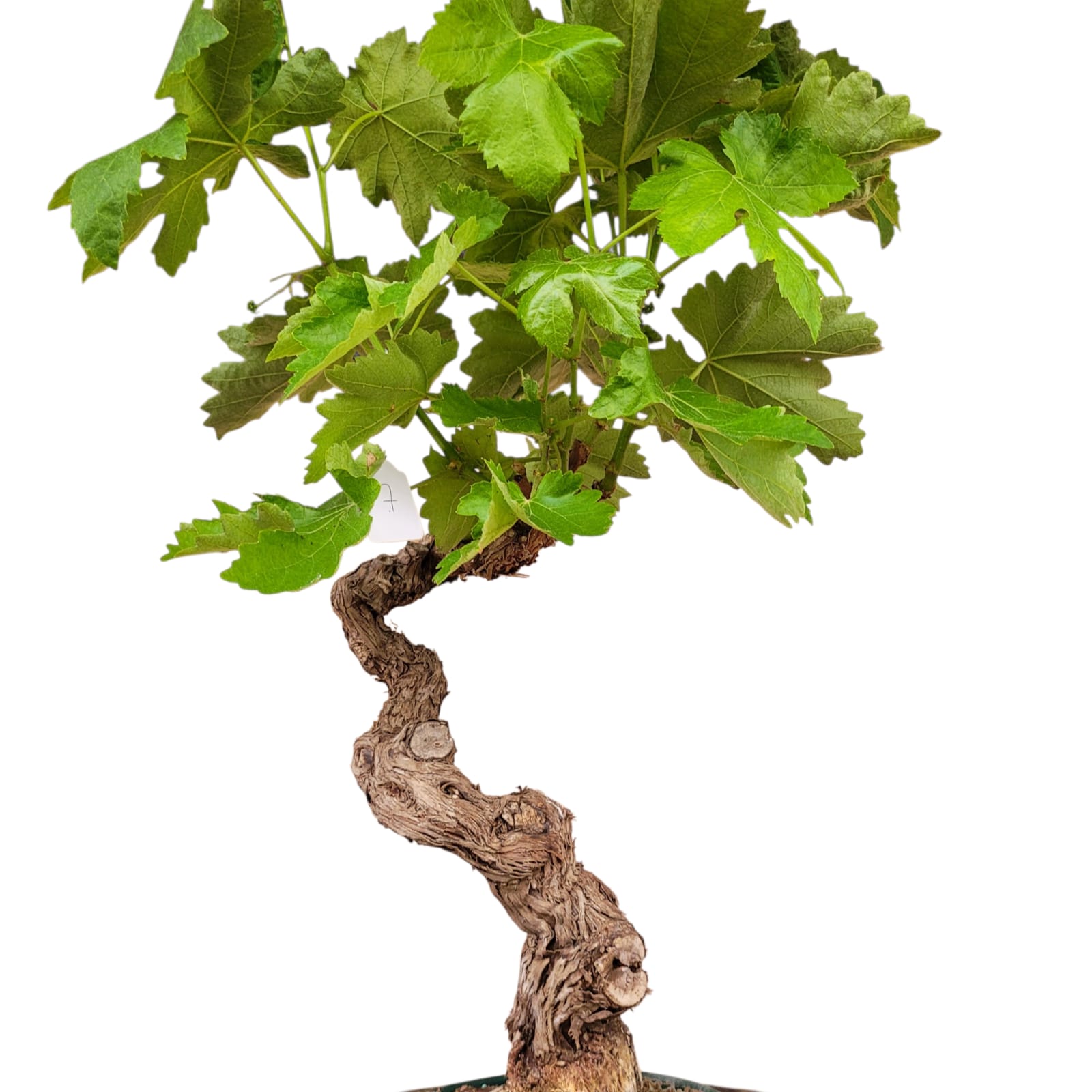 Vigne 30/35 ans Muscat Blanc N°7 - Le Cep De Vigne