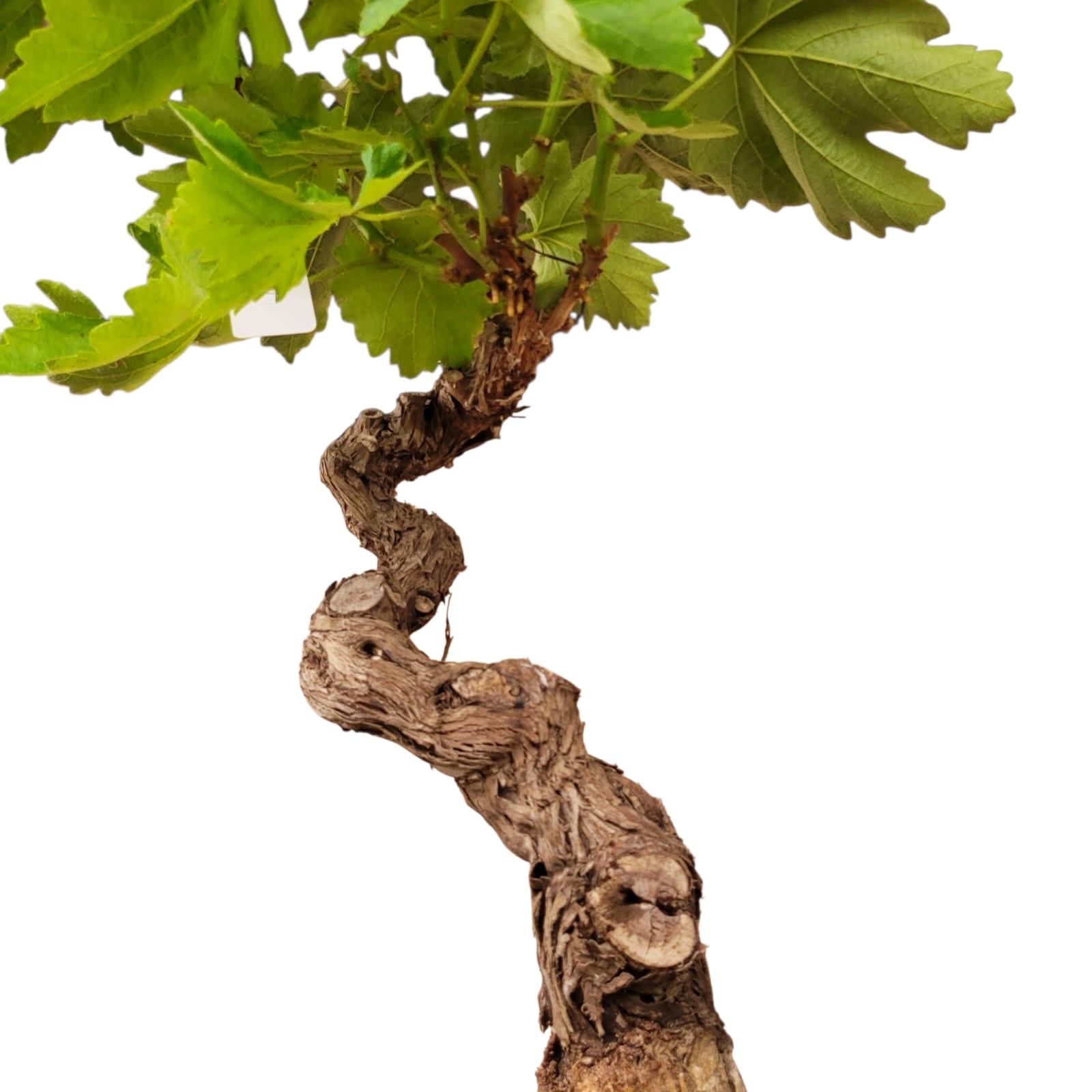 Vigne 30/35 ans Muscat Blanc N°7 - Le Cep De Vigne