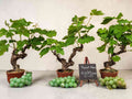 Vigne Muscat Blanc 10-15 ans - Collection Artisanale - Le Cep De Vigne